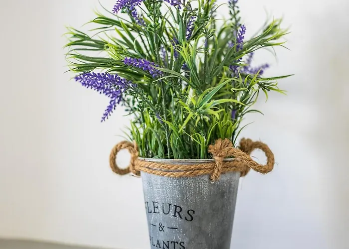 Lisabeth 3* 팔리라키